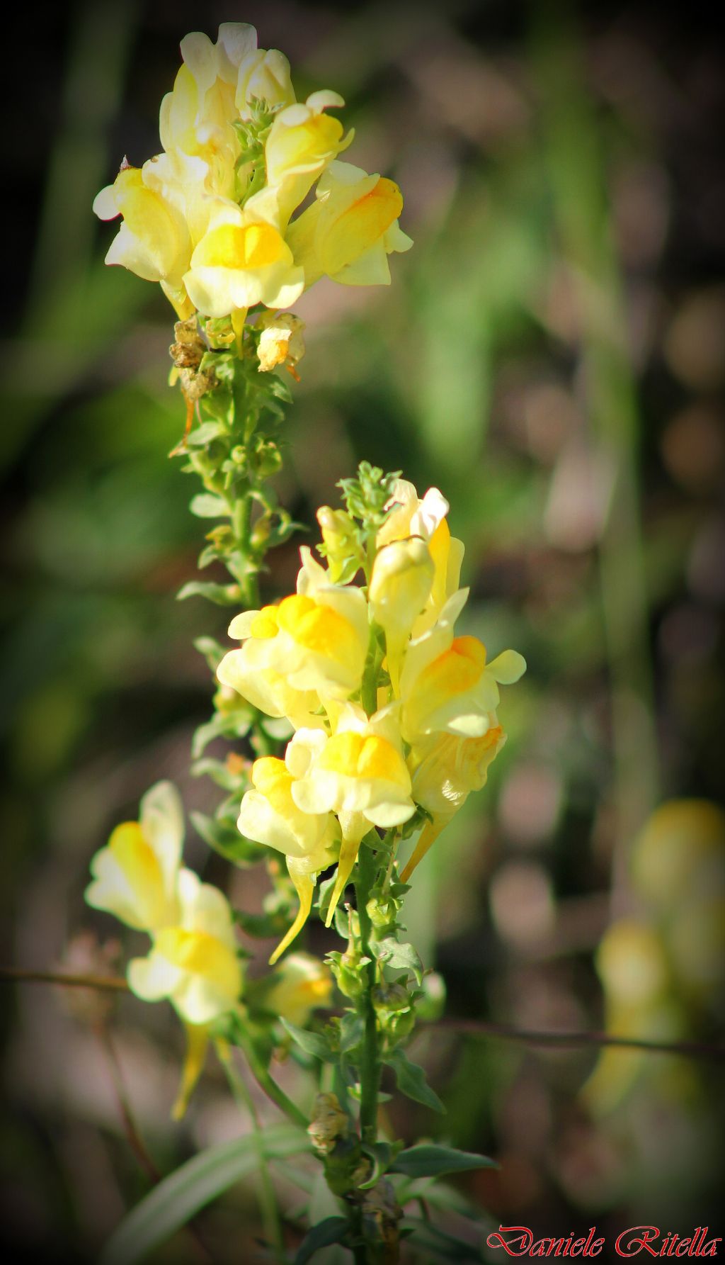 Linaria vulgaris